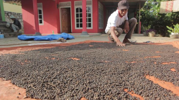 komoditas lampung lada hitam