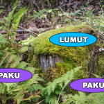 tumbuhan-paku-dan-lumut