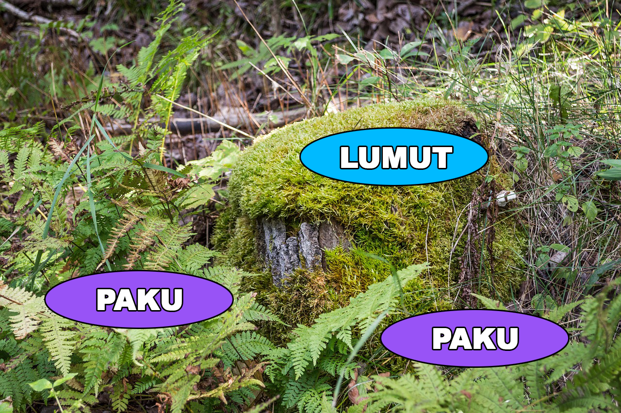 tumbuhan-paku-dan-lumut