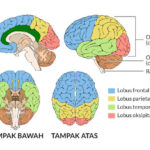 fakta otak manusia – ilustrasi struktur otak dan fungsinya.