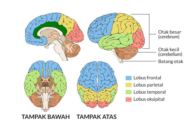 fakta otak manusia – ilustrasi struktur otak dan fungsinya.